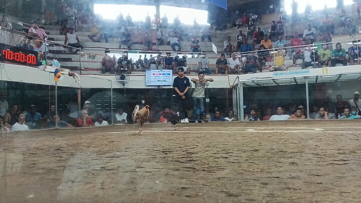 6stag derby Texas cockpit arena Antipolo city.