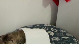 سريعًا، اختر واحدًا