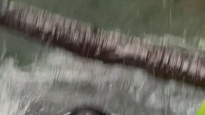 😎 she is trying to climb but she didn't 🤣🤣