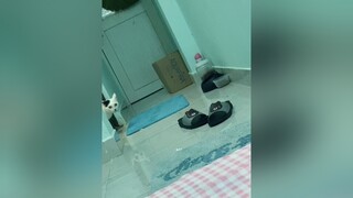 một em em k thích ngón giữa 😂😂😂mèo fyp