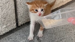 Kitten: I was so presumptuous just now. From now on, just call me Mimi.