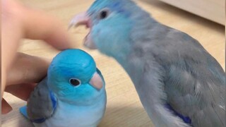[Pacific Parrot] It's fake! Touch me!