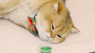 The cat drinks cat wine and gets tipsy after just two sips!