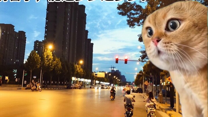 【Cat meme】About accidentally grabbing 28 orders while delivering food