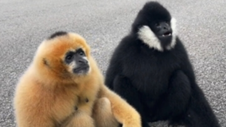 It seems not all “little monkeys” are讨厌.