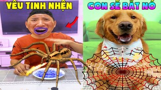 Thú Cưng Vlog | Đa Đa Đại Náo Bố #7 | Chó gâu đần thông minh vui nhộn | Smart dog golden pets