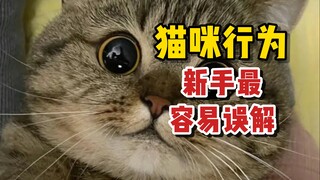 Cat Behaviors That Newbies Might Misunderstand
