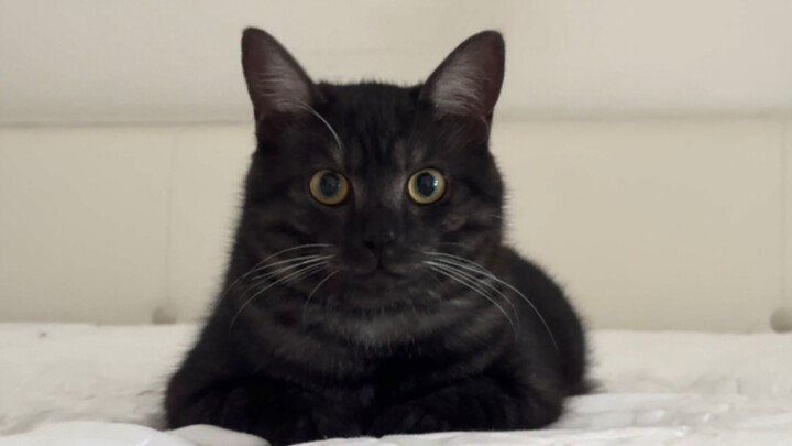 Trên đời lại còn có chú mèo đi lệch nhịp, không biết catwalk nữa chứ! Cười muốn bể bụng luôn!