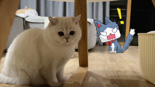 [Hewan]Kucing Betina yang Membutuhkan Rasa Aman