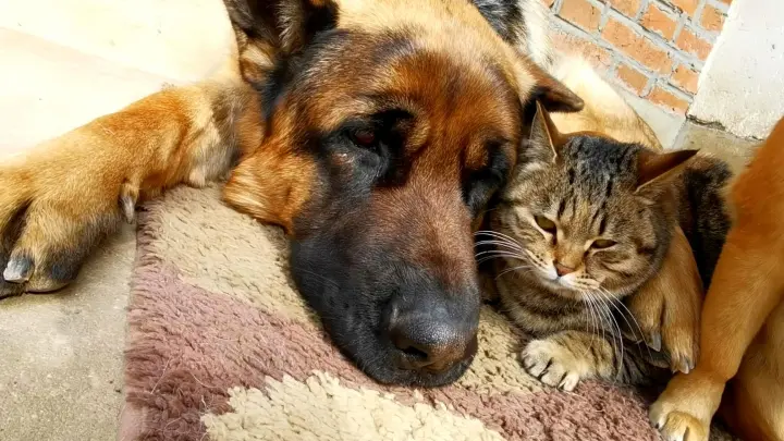 Animal Video | Cat Love Snuggling Up With Gentle Dog