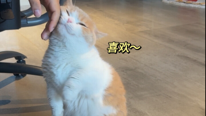 Ini benar-benar imut, kayak bayi!