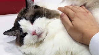 Cat’s Weakness: The Neck