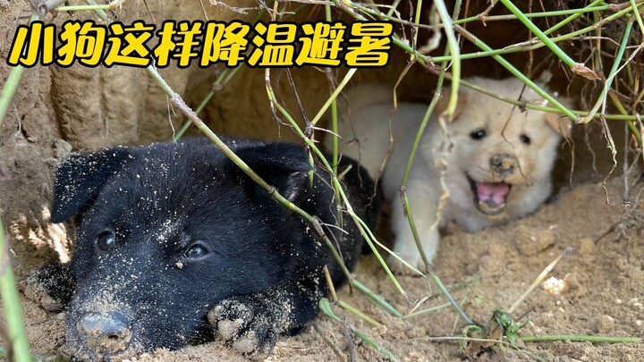 Cuacanya terlalu panas, anjing kecil ini menurunkan suhu dan menghindari terik dengan cara seperti i