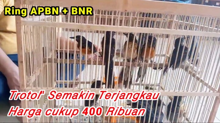 MB Trotol Semakin Merakyat. Banjir Stock Terbaru Kios Fatih Kicau