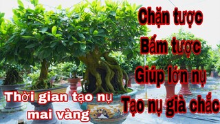 bấm tược tạo nụ cho mai vàng tháng 9 aml ,10