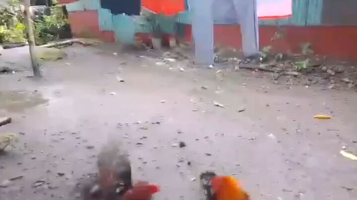 Pure Gilmore hatch vs sweater kelso wine red