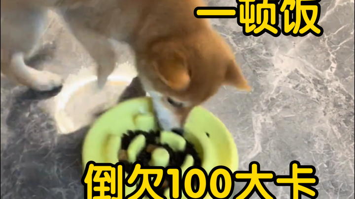 Mangkuk makanan lambat untuk anjing "Meskipun makan dengan cepat, tapi sebenarnya makan sangat lamba