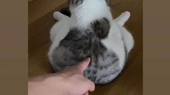 catty