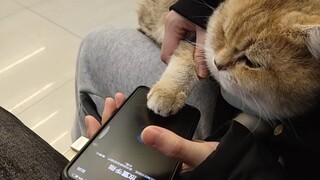 [Animals]Using cat paw to unlock the phone