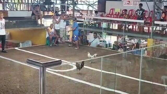 Bulik (Bakiki) - Win