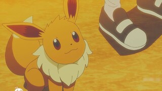 Pokémon: This Eevee is so cute