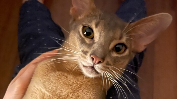 Little kitty, don't tempt me