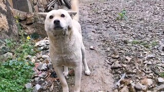 Con chó chăn cừu Lulu sủa nhầm chủ, vừa bước vào tôi đã cảm thấy khó xử và muốn cầu xin tôi giúp nó 