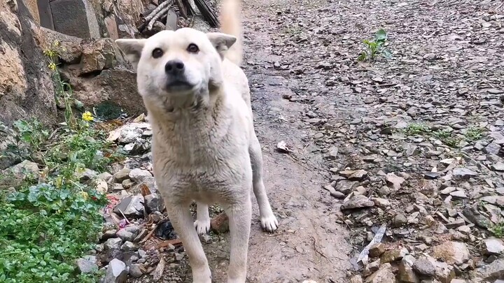 Anjing penggembala Lulu menggonggong pada pemilik yang salah. Saya merasa canggung saat saya masuk d