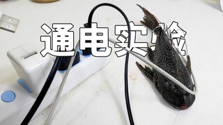 应粉丝要求，清道夫通电实验！它居然没事，我反思一下