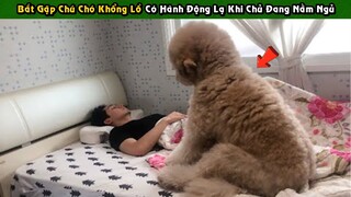 Bắt Gặp Chú Chó Khổng Lồ Có Những Hành Động Kỳ Lạ Khi Anh Chủ Đang Nằm Ngủ  | Tám Tới Tấp