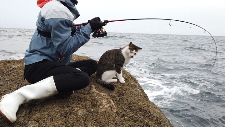 Kucing:"Jika ikan ini tertangkap, cukup untuk kumakan setahun, 'kah?"