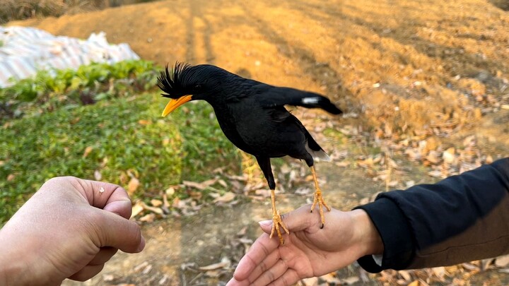 [Animals]My journey of finding mt birds in the mountains