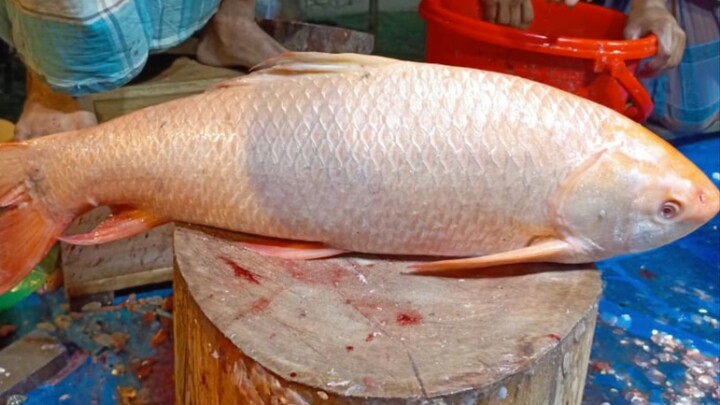 Precision Cod Loins Cutting #CodLoins #KnifeSkills #FishProcessing #SeafoodGourmet