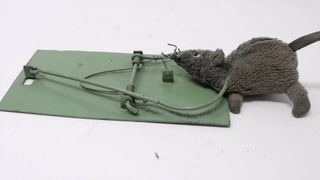 Penemuan besar Maxim lainnya: perangkap tikus lipat pegas torsi (perangkap tikus kuat militer Soviet