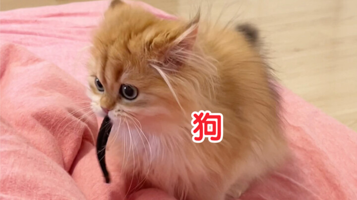 ฉันไม่สามารถเชื่อได้ ฉันแค่พูดไปอย่างไม่ใส่ใจ และเขาก็เข้าใจ!!!
