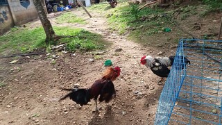 Melsim Grey VS McLean Hatch Spar.