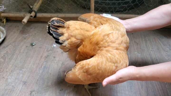 يبدو أن هذه الدجاجة الصغيرة بدأت تكتسب طبقة لامعة من الاستخدام المكثف!