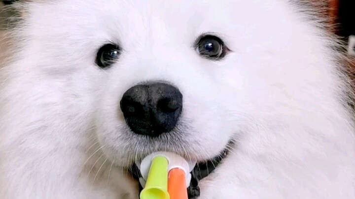 Shocking! A man actually made his dog open its mouth to blow a trumpet!