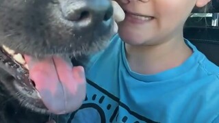 كلب ضال كان يخاف البشر، وفي النهاية تأثرت به فتاة لطيفة وأخذته إلى المنزل...