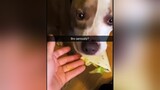 That’s one hungry dog 😂 taco dog dogs funnyvideo