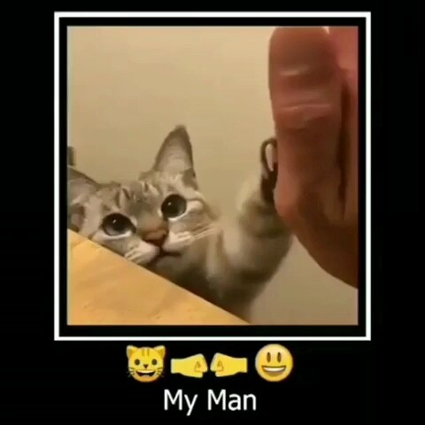 🐱👊🏻