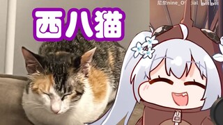 【尼奈】米虫欲收养猫咪 上医院挂号时着急想出的名字却绷不住了