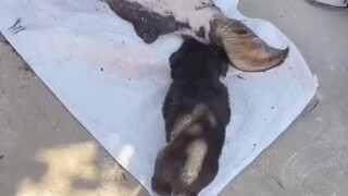 还凑热闹不