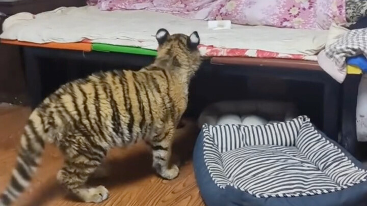 Con mèo cam nhà ai vậy, dễ thương quá đi!