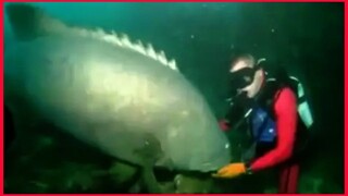 Massive Fish Bites Scuba Diver Danger.