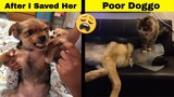 Mischievous Pets That Know Their Hoomans Still Love Them No Matter What