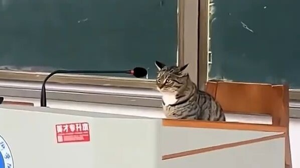 Those "e-cats" in public places