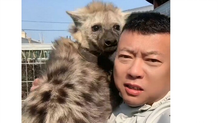 Reprint 88: This spotted hyena grew up in China and is extremely understanding of human nature.