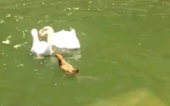 When chickens and ducks are raised together