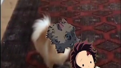 [ Thanh Gươm Diệt Quỷ ] Heo tung hoành, lợn tung hoành, hahahahaha!